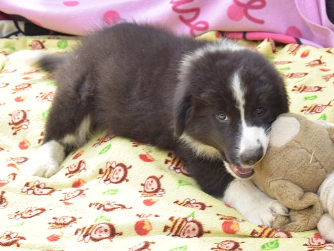 Border Collie Welpe kaufen