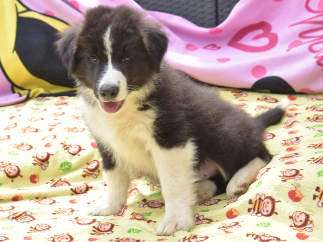Border Collie Welpe kaufen