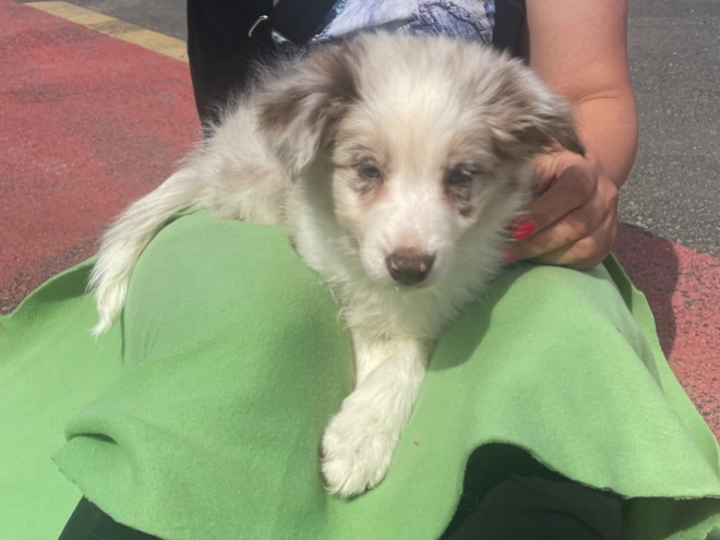 Border Collie Welpe kaufen