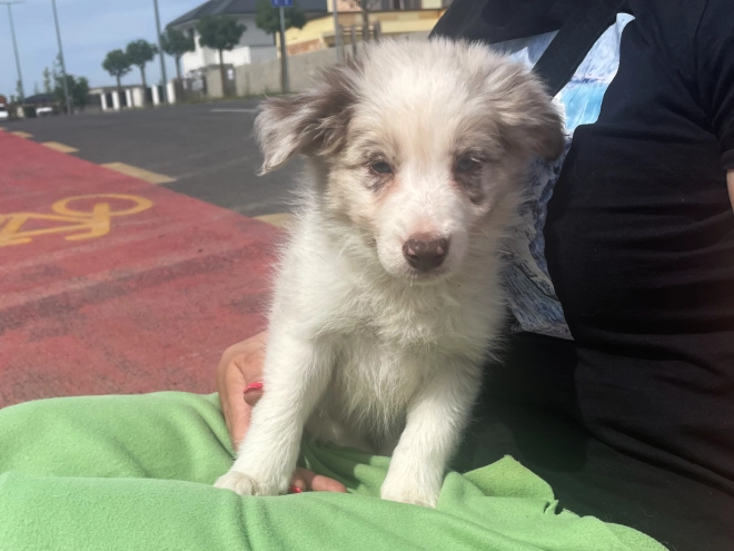 Border Collie Welpe kaufen