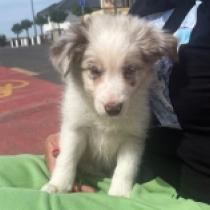 Fly Babe, merle Border Collie Welpen kaufen