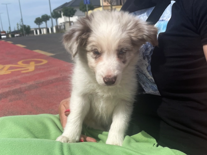 Border Collie Welpe kaufen