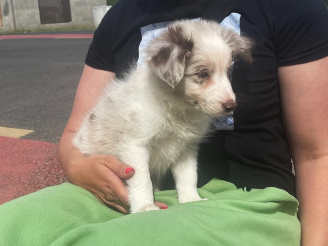 Border Collie Welpe kaufen