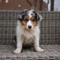 Border Collie Welpe zu verkaufen