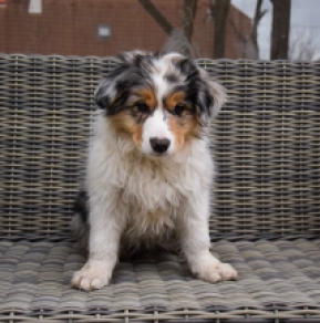 Perros Collie de la Frontera en venta