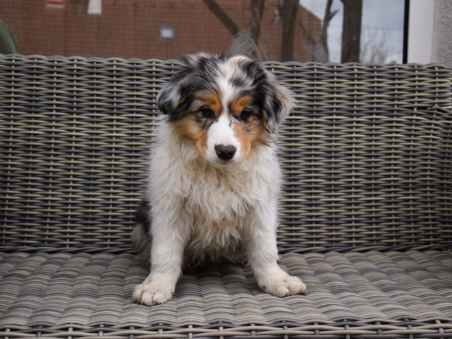 Border Collie puppy for sale
