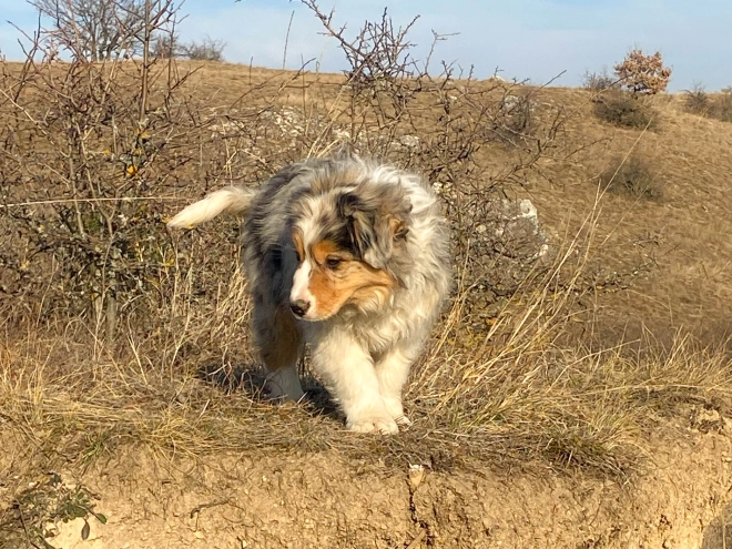 Border Collie Welpe kaufen