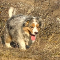 Gaugen, blue merle tricolor Border Collie Welpen kaufen