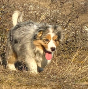 Perros Collie de la Frontera en venta