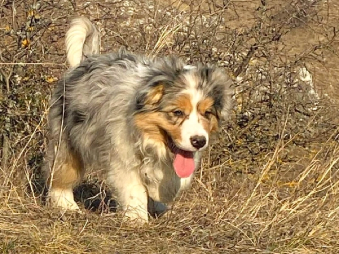 Border Collie Welpe kaufen