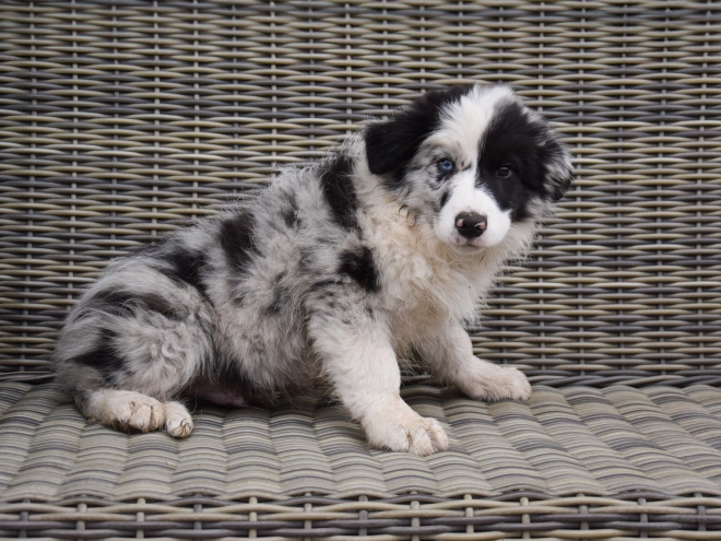 Perros Collie de la Frontera en venta