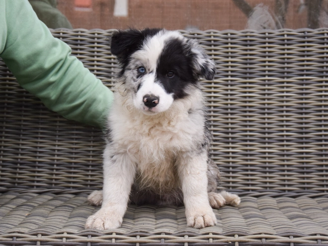 Perros Collie de la Frontera en venta