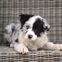Border Collie Welpe zu verkaufen