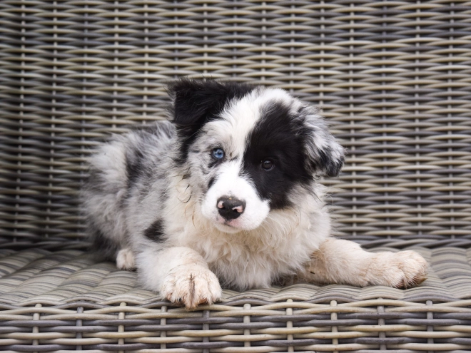 Perros Collie de la Frontera en venta