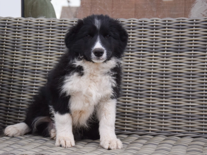 Border Collie Welpe zu verkaufen