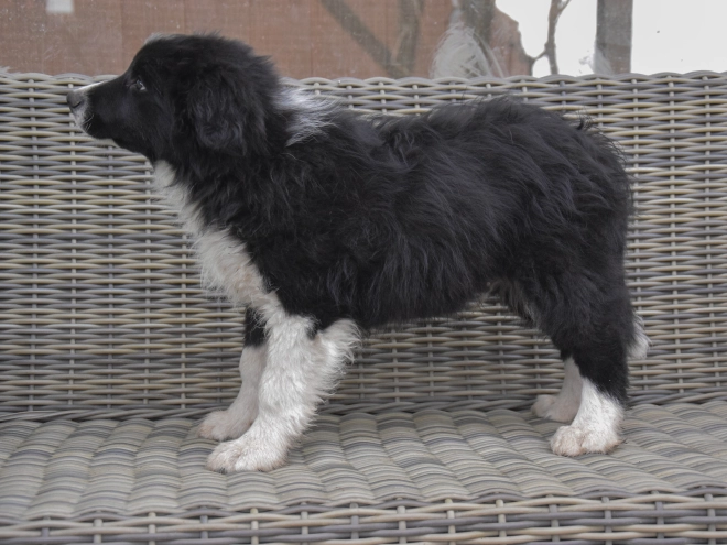 Border Collie Welpe zu verkaufen