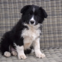 Border Collie Welpe zu verkaufen