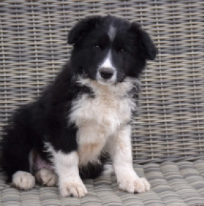 Perros Collie de la Frontera en venta