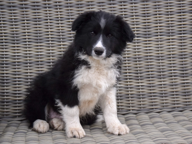 Border Collie Welpe zu verkaufen