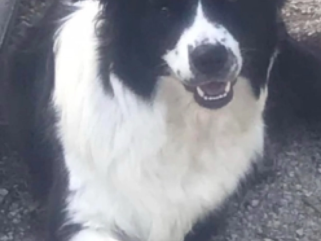 Border Collie puppy for sale