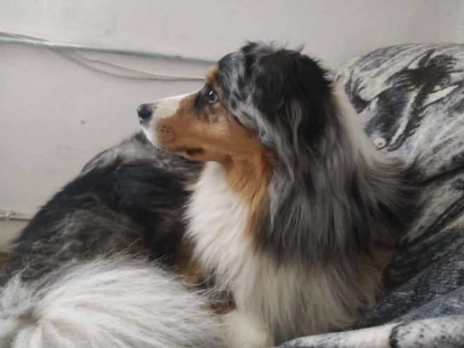Border Collie puppy for sale