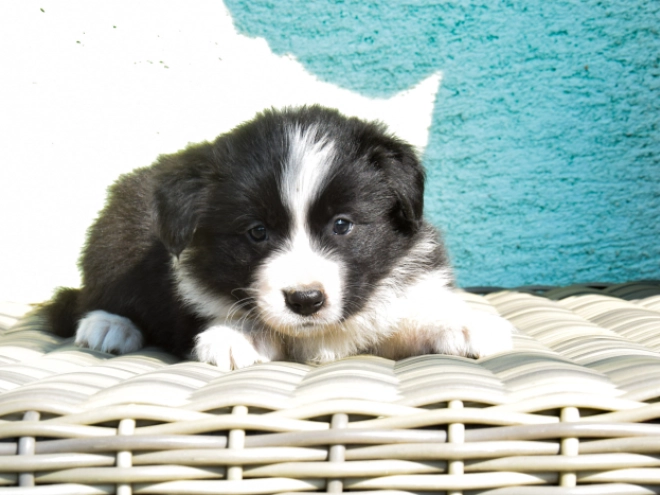 Border Collie puppy for sale