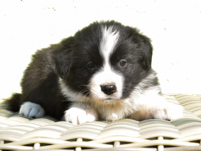 Border Collie puppy for sale