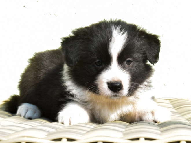Border Collie puppy for sale