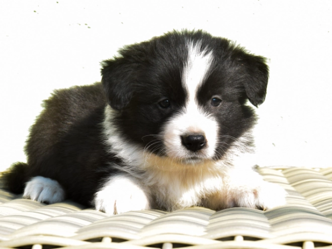 Border Collie puppy for sale
