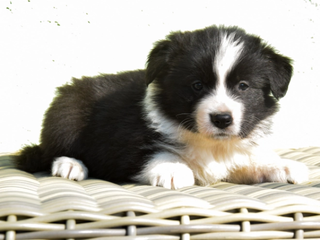 Border Collie puppy for sale