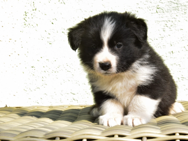 Border Collie puppy for sale