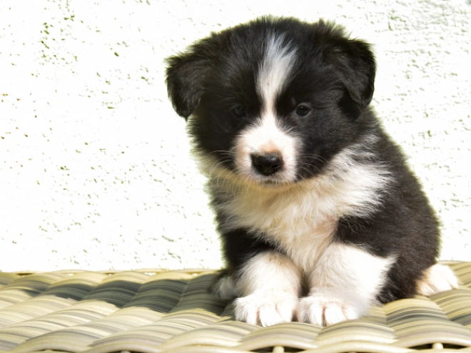 Border Collie puppy for sale