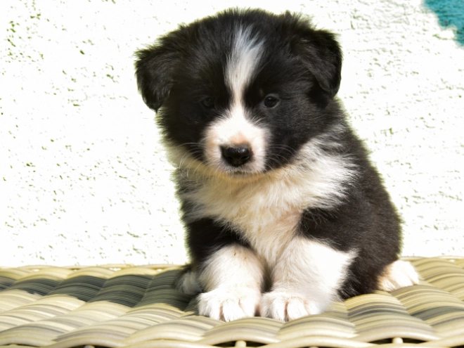 Border Collie puppy for sale