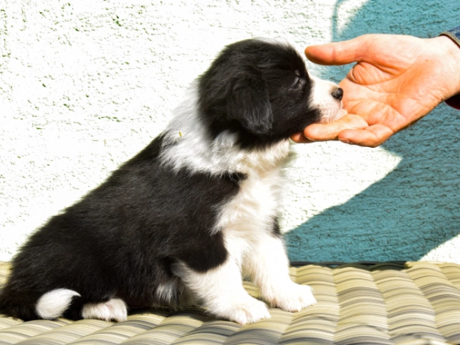 Border Collie puppy for sale