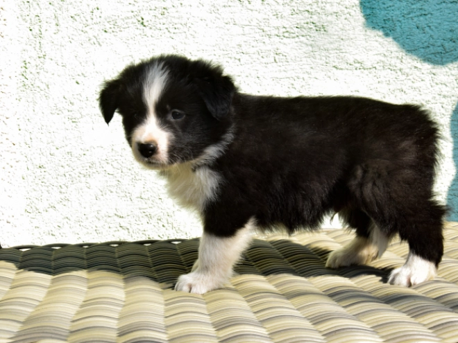 Border Collie puppy for sale