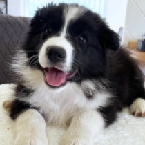 Bingo, black and white Border Collie Welpen kaufen