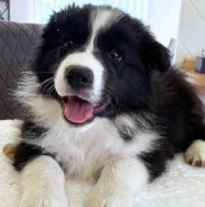 Border Collie Welpe kaufen