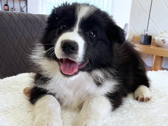 Border Collie puppy for sale