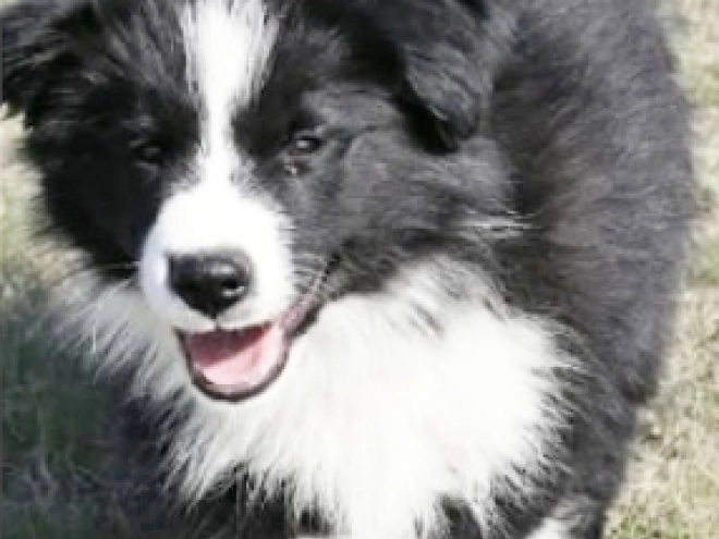 Border Collie puppy for sale
