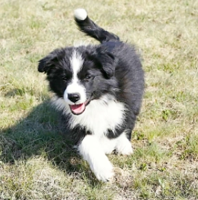 Border Collie puppy for sale
