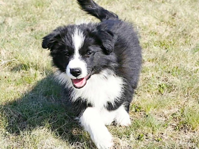 Border Collie puppy for sale