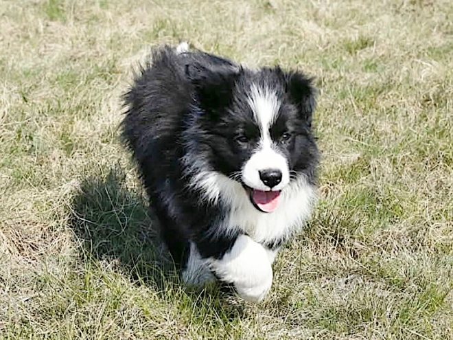 Border Collie puppy for sale