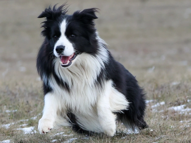 Border Collie puppy for sale
