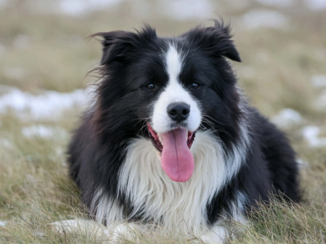Border Collie puppy for sale