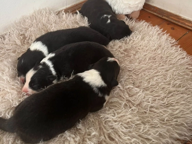 Border Collie Welpe kaufen