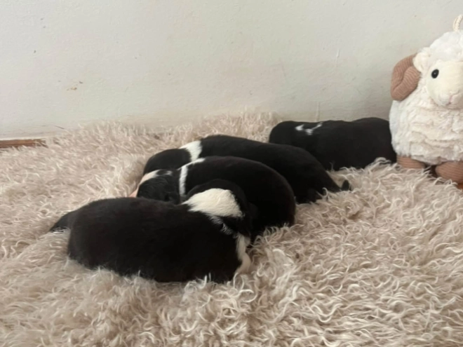 Border Collie Welpe kaufen