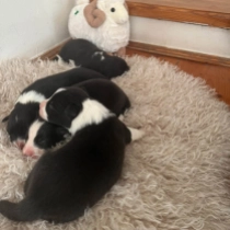 Promising litter, black and white Border Collie Welpen kaufen