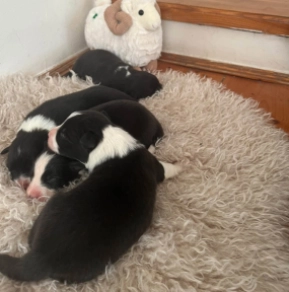 Border Collie Welpe kaufen