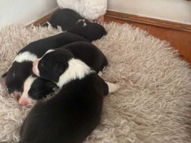 Border Collie Welpe kaufen