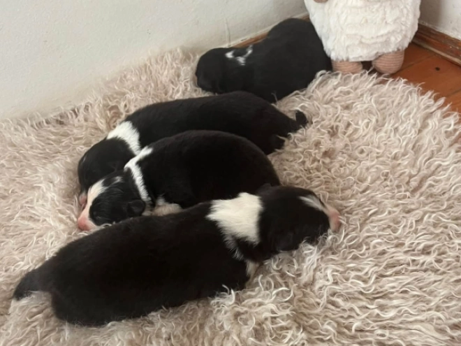 Border Collie Welpe kaufen